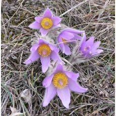 Pulsatilla slavica