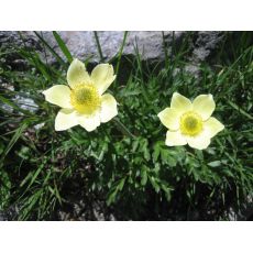 Pulsatilla alpina apiifolia