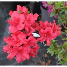 Rhododendron 'Fridoline'