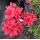 Rhododendron 'Fridoline'