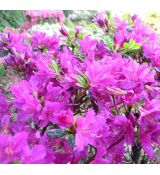 Azalea japonica  'Geisha purple'