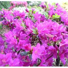 Azalea japonica  'Geisha purple'