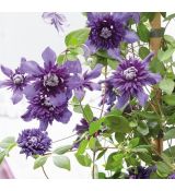 Clematis 'Kokonoe' 1l