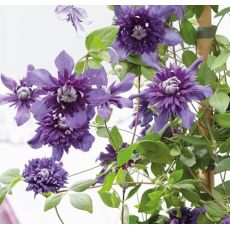 Clematis 'Kokonoe' 1l