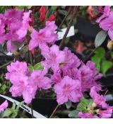 Rhodododendron 'Lilienstein'