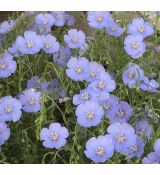 Linum perenne 'Saphir'