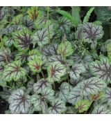 Heuchera americana 'Marvelous Marble Silver'