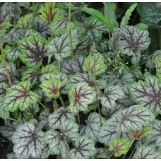 Heuchera americana 'Marvelous Marble Silver'