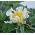 Paeonia lactiflora 'Green Lotus''