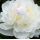 Paeonia lactiflora 'Avalanche'