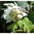 Hydrangea quercifolia Snowflake''