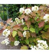 Hydrangea quercifolia Snowflake''