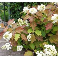 Hydrangea quercifolia Snowflake''