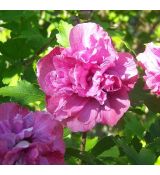 Hibiscus syriacus ‘Duc de Brabant’