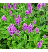 Stachys monieri 'Hummelo'