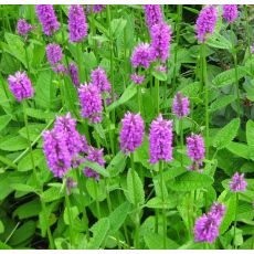 Stachys monieri 'Hummelo'