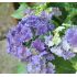 Hydrangea macrophyla 'Curly Sparkle Blue Purple'