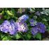 Hydrangea macrophyla 'Curly Sparkle Blue Purple'