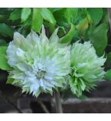 Clematis 'Sen-No-Kaze'