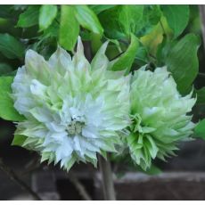 Clematis 'Sen-No-Kaze'