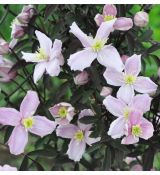 Clematis montana 'Rubens' 2l