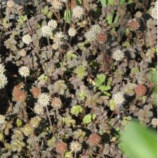 Acaena microphylla 'Kupferteppich'