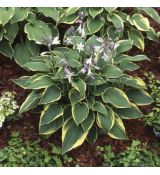 Hosta 'Aureomarginata'