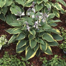 Hosta 'Aureomarginata'