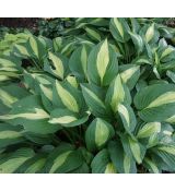 Hosta 'Striptease'