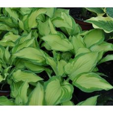 Hosta 'Albopicta'