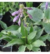 Hosta 'Minor'