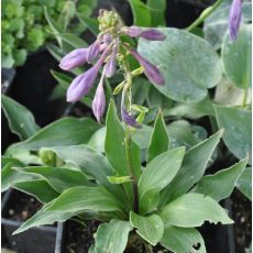 Hosta 'Minor'