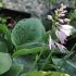 Hosta fortunei 'Hyacintine'