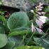 Hosta fortunei 'Hyacintine'