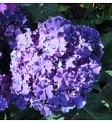 Hydrangea macrophyla 'Curly Sparkle Blue Purple'