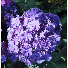 Hydrangea macrophyla 'Curly Sparkle Blue Purple'