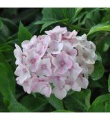 Hydrangea macrophylla 'Camilla'