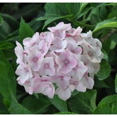 Hydrangea macrophylla 'Camilla'