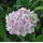 Hydrangea macrophylla 'Camilla'