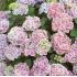 Hydrangea macrophylla 'Camilla'