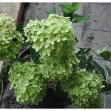 Hydrangea paniculata 'Little Lime'