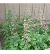 Heuchera sanguinea 'White Cloud'