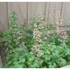 Heuchera sanguinea 'White Cloud'