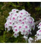 Phlox paniculata 'Graf Zepellin'