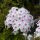 Phlox paniculata 'Graf Zepellin'