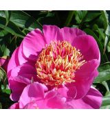 Paeonia lactiflora 'Neon'