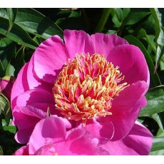 Paeonia lactiflora 'Neon'