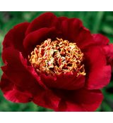 Paeonia lactiflora 'Sword Dance'