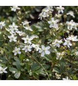 Potentilla tridentata 'Nuuk'