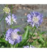 Scabiosa caucasica 'Perfecta'